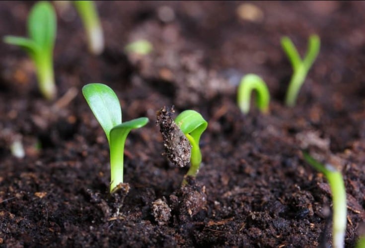 Tips for seed germination