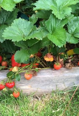 How to Make Strawberry Plants Produce More Fruit