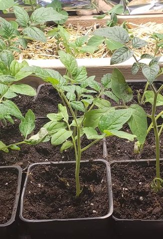 When to Transplant Tomato Seedlings from Seed Tray?