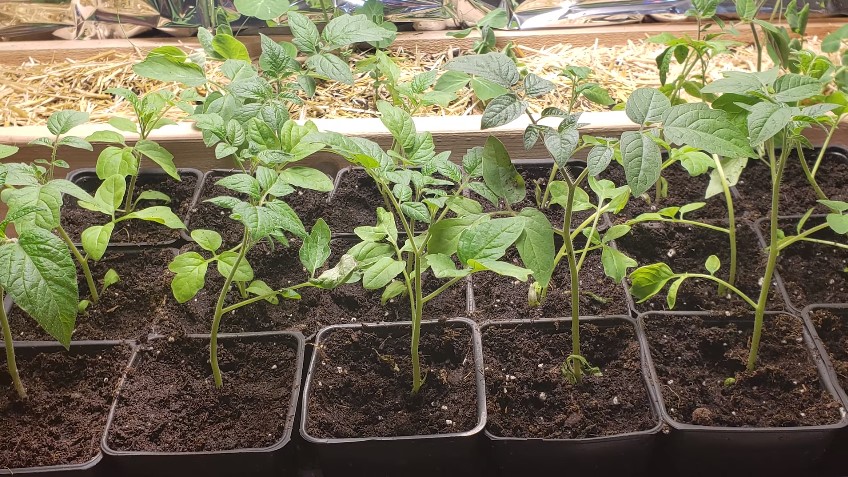 Transplanting-tomato-seedlings-to-larger-pots