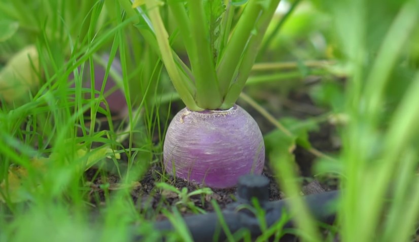 Turnip plant