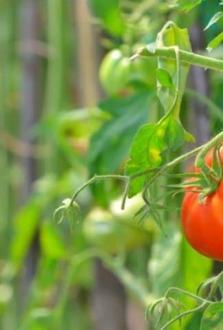 What is the Best Fertilizer for Tomato Plants?