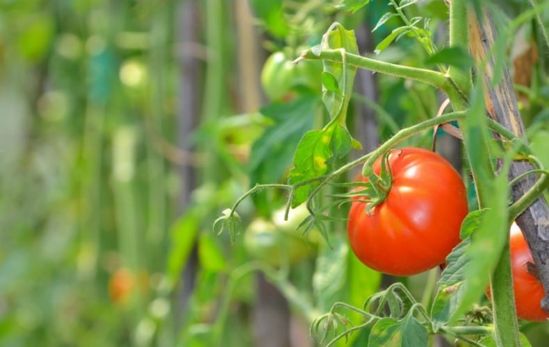 What is the Best Fertilizer for Tomato Plants?
