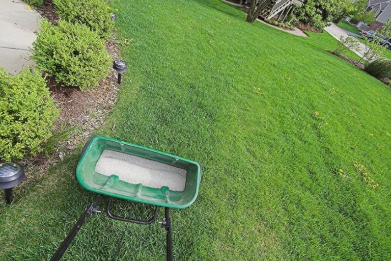 How to Tell If Your Lawn Needs Lime? - Garden Helpful