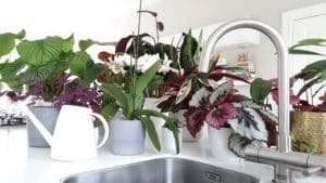What type of water is best for houseplants?