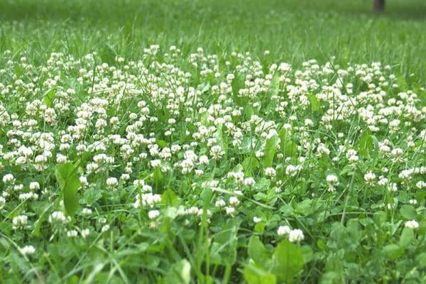 Why do i have so much clover in my lawn?